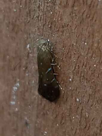 Strobisia iridipennella