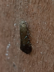 Strobisia iridipennella