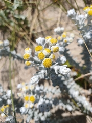 Achillea maritima maritima