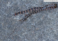 Lycodon liuchengchaoi