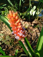 Aechmea cylindrata