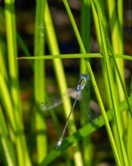 Lestes sponsa