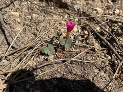Oxalis eckloniana-nidulans