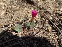 Oxalis eckloniana-nidulans