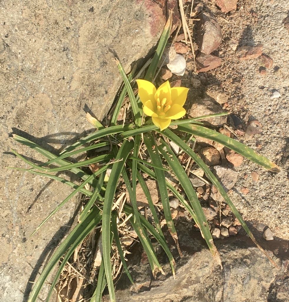 Nothoscordum felipponei