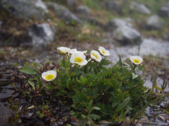 Ranunculus glacialis