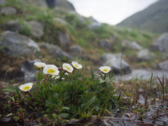 Ranunculus glacialis