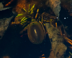 Dytiscus marginalis