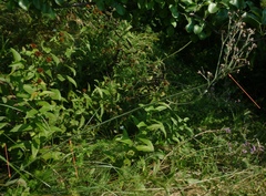 Pilosella auriculoides