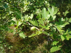 Crataegus ucrainica