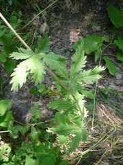 Potentilla recta obscura