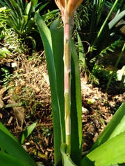 Aechmea cylindrata