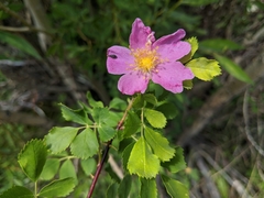 Rosa woodsii gratissima