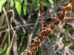 Rosa woodsii gratissima