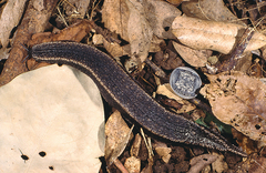 Chlamydephorus sexangulus
