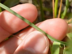 Allium strictum