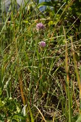 Allium strictum
