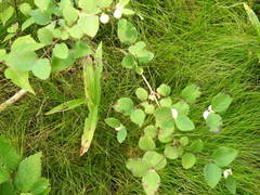 Symphoricarpos albus albus