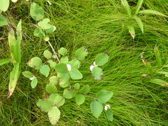 Symphoricarpos albus albus