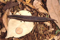 Chlamydephorus sexangulus
