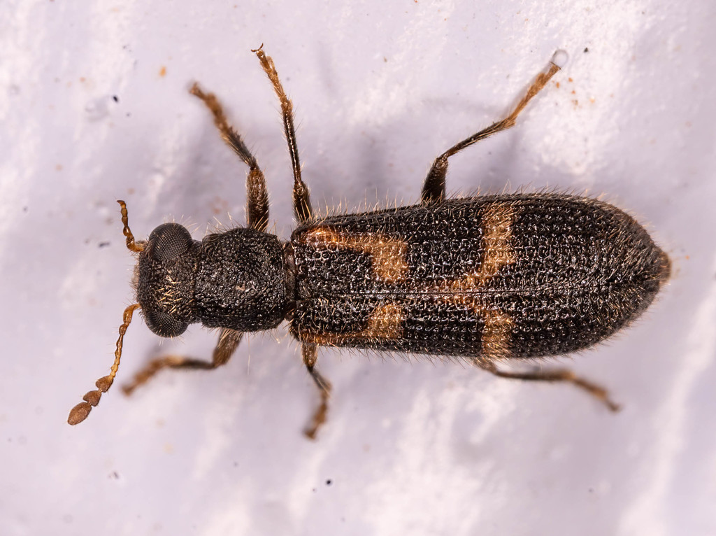 Madoniella dislocata