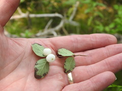 Symphoricarpos albus albus