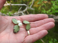 Symphoricarpos albus albus