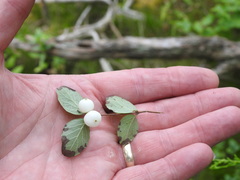 Symphoricarpos albus albus