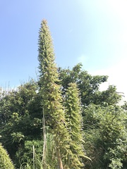 Echium pininana
