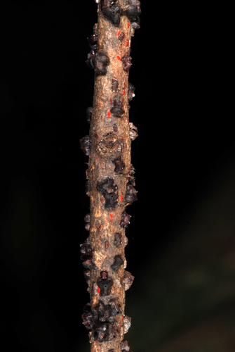 Lobate Lac Scale photo 2