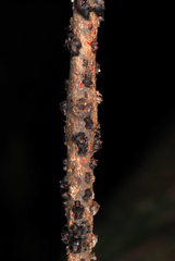 Paratachardina pseudolobata