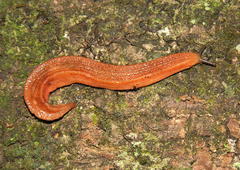 Chlamydephorus sexangulus