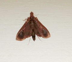 Almonia