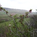 Prunus microcarpa - Photo (c) Rati Gelashvili, alguns direitos reservados (CC BY-NC), uploaded by Rati Gelashvili