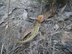 Diporiphora