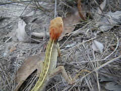 Diporiphora