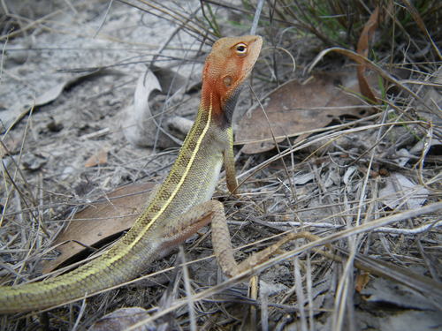 Diporiphora jugularis