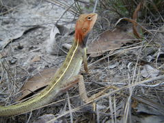 Diporiphora