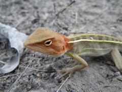 Diporiphora