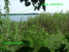 Phragmites australis altissimus