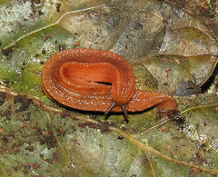 Chlamydephorus sexangulus