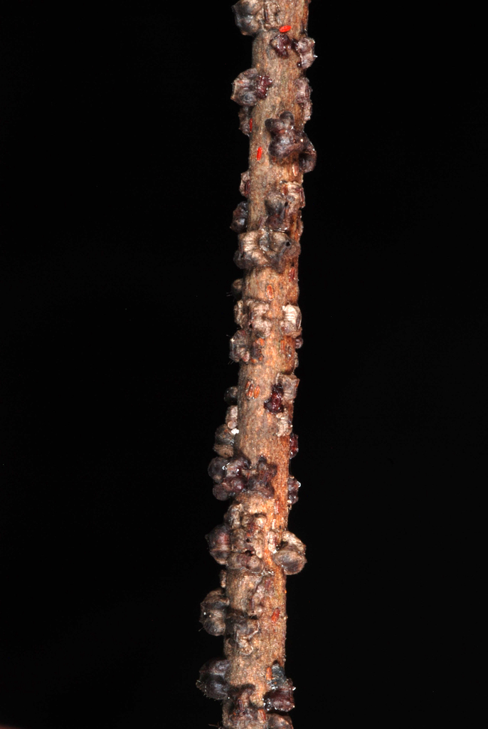 Lobate lac scale