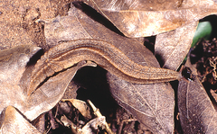 Chlamydephorus sexangulus