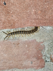 Scolopendra morsitans