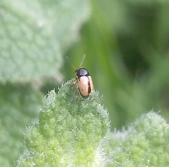 Cryptocephalus pygmaeus