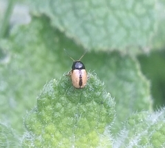 Cryptocephalus pygmaeus