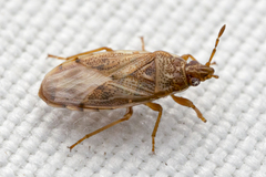 Chilacis typhae