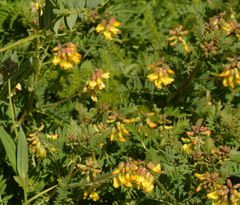 Astragalus penduliflorus