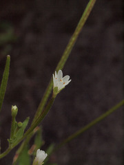 Epilobium lactiflorum