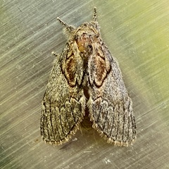 Peridea basitriens